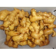 150g and up Fresh Ginger for South Asia